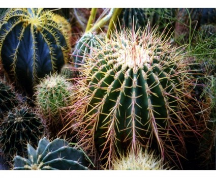 Xương rồng,Xương rồng