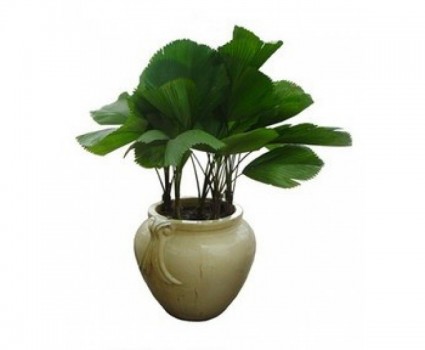 Kè nhật,Kè nhật