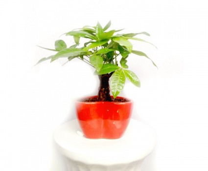 Kim ngân,cây kim ngân,cây bím tóc,Pachira aquatica,Money tree,cây may mắn,Malvaceae,cây phong thủy,cây nội thất,cây ngày Tết,Kim ngân