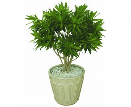 Trúc bách hợp,Trúc bách hợp