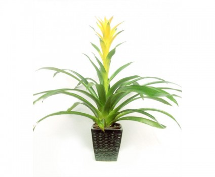 Lan đuốc vàng,lan duoc vang,lan,lan đuốc,hoa lan,cây ngày Tết,Lan đuốc vàng