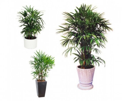 Mật cật (Trúc Mây Malaysia),Mật cật (Trúc Mây Malaysia)