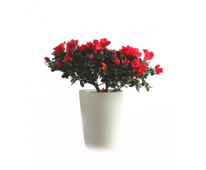 Hoa đỗ quyên,đỗ quyên,cây đỗ quyên,đỗ quyên bonsai,cây đỗ quyên bonsai,cây ngày Tết,hoa ngày Tết,hoa đỗ quyên ngày Tết,đỗ quyên hoa đỏ,Rhododendron,họ thạch nam,Ericaceae,Hoa đỗ quyên