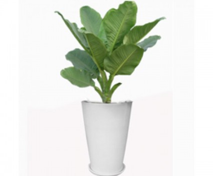 Đại phú gia,Đại phú gia