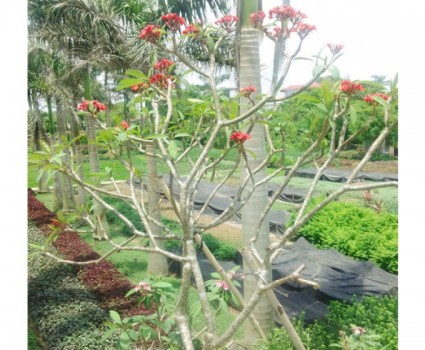 Sứ đại hoa đỏ,Sứ đại hoa đỏ