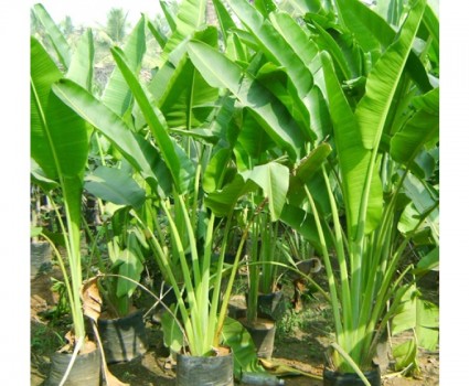 Chuối rẻ quạt,chuối cảnh,cây chuối,Ravenala madagascariensis,Chuối rẻ quạt