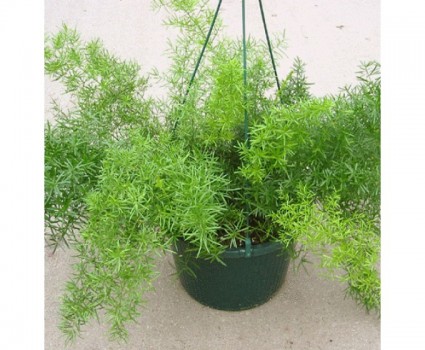 Thiên môn đông,Thiên môn đông