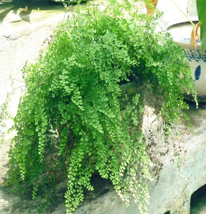 Tóc thần,tóc thần vệ nữ,toc than ve nu,Adiantum caudatum,maiden hair,trailing maidenhair,nguyệt xỉ,Adiantaceae,dương xỉ,Tóc thần