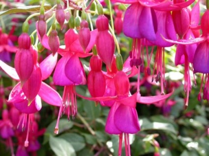 hoa đèn lồng,hoa lồng đèn,hồng hoa đăng,cây lồng đèn,Fuchsia magellanica,họ Anh thảo chiều,họ Nguyệt kiến thảo,họ Rau dừa nước,họ Rau mương,Onagraceae,Hoa đèn lồng - Hồng hoa đăng