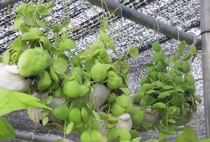 Cây đô la,Cây đô la