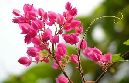 Hoa Ti gôn,truyền thuyết hoa Ti gôn, tigon,Bleeding Heart,Hoa Ti gôn