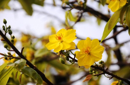 Hoa mai,cây mai,cành mai,hoa mai ngày Tết,sự tích hoa mai,sự tích hoa mai ngày Tết,Tết,Tết Nguyên Đán,Hoa mai