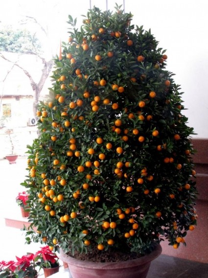 Cây quất,kim quất,cây Tắc,cây Hạnh,cây ngày Tết,quất cảnh,Citrus japonica 'Japonica',Cây quất