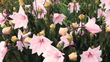 Hoa sao băng,Hoa sao băng