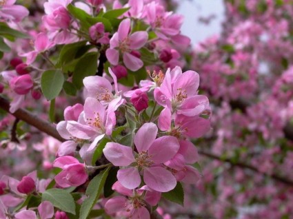 Hoa anh đào,Quốc hoa Nhật Bản,Hoa anh đào