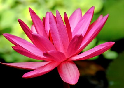 Cây hoa súng,hoa sung,hoa súng đỏ,hoa súng trắng,hoa súng lam,súng đỏ,súng trắng,súng lam,Nymphaea,Cây hoa súng