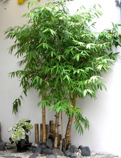 Cây tre,bộ Hòa thảo,phân họ Tre,tông Tre,Bambuseae,bamboo,cây phong thủy,cây ngoại thất,cây ngày Tết,tác dụng của cây tre,Cây tre