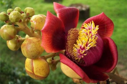 Ngọc kỳ lân,cây sala,Sa La,sala,cay sala,cây ngọc kỳ lân,cay ngoc ky lan,cây đầu lân,cây hàm rồng,Couroupita guianensis,Cây Sala (Ngọc kỳ lân, đầu lân)