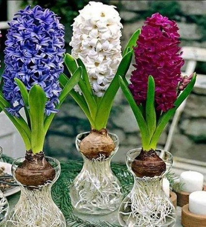 Hoa tiên ông,hoa ông tiên,hoa dạ lan hương,dạ lan hương,lan dạ hương,hoa dạ hương,dạ hương,cây tiên ông,cay tien ong,hoa ngày Tết,cây ngày Tết,Hyacinthaceae,Liliaceae,Asparagales,ý nghĩa hoa dạ lan hương,truyền thuyết hoa dạ lan hương,Hoa tiên ông - Dạ lan hương