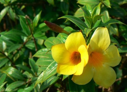 hoa huỳnh anh,hoàng anh,dây huỳnh, dây công chúa,Allamanda cathartica L,hoa cảnh,cây cảnh,Hoa huỳnh anh