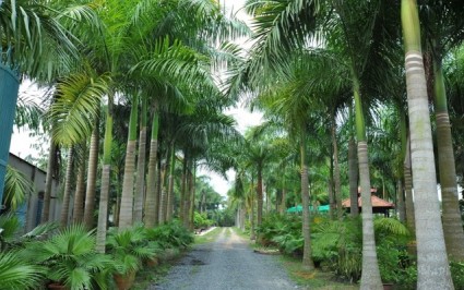 cau vua,cau cảnh,Roystonia,Arecaceae,cây cau,cây cảnh,cây ngoại thất,cây công trình,Cây Cau Vua
