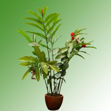 Cây Kim thất,Thổ Tam Thất,Trà Một Lá,cây nội thất,Thụy Điển,Cây Kim thất tai