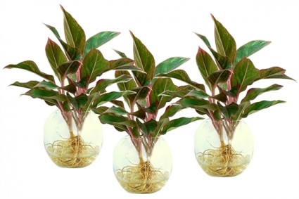 cây vạn phúc,cây thủy sinh,cây ngày Tết,Cây Vạn phúc