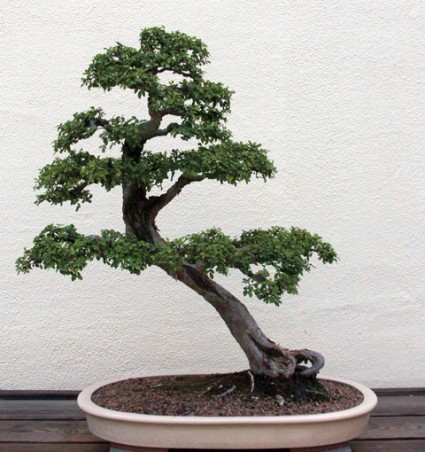 Cây Du,cây cảnh đẹp,bonsai,hoa cảnh,Ulmaceae,Cannabaceae,Cây Du