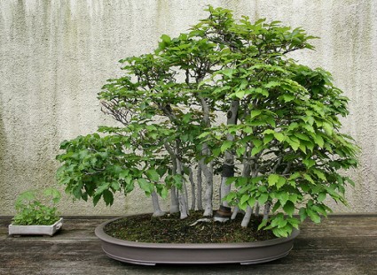 cây sồi trắng Nhật Bản,Cây sồi,cay soi,bonsai,cay canh,Fagus Crenata,Nhật Bản,Cây Sồi trắng Nhật Bản
