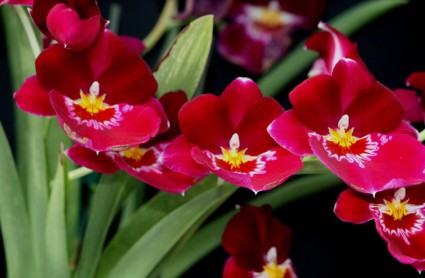 Lan Vũ nữ hoa đỏ,hoa lan vu nu,hoa lan,Oncidium,Sharry baby,Phong Lan,Lan Vũ nữ hoa đỏ