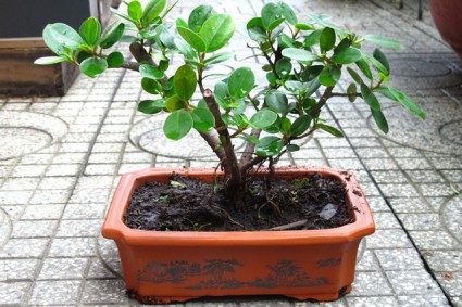 Cây Da Nhật,cây bonsai,bonsai,cây cảnh,Cây Da Nhật