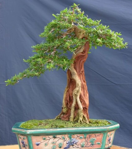 Cây Sam,cây Sam núi,cây Linh Sam,Linh Sam,bonsai,cây cảnh đẹp,Cây Sam núi ( Linh Sam )