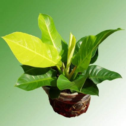 Cây Đại đế vàng,trầu bà đế vương vàng,cây để bàn,cây văn phòng,cây nội thất,Philodendron scandens,Cây đại đế vàng