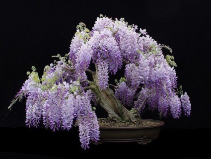 hoa tử đằng,sắn tía,đậu tía,Wisteria sinensis,wisteria,Fabaceae,hoa tình yêu,Nhật Bản,Hoa Tử Đằng