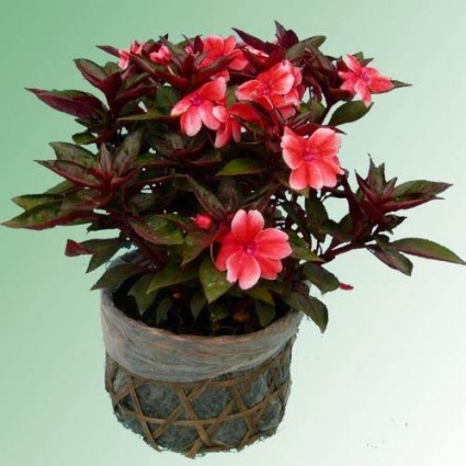 Mai địa thảo,mai dạ thảo,mai dia thao,hoa mai,Impatiens walleriana,bóng nước,Balsaminaceae,hoa ngày Tết,Mai địa thảo (Mai dạ thảo)