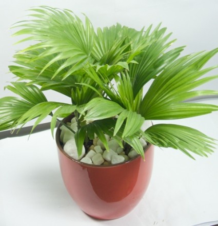 Cây cọ Nhật,cọ Nhật,cây cọ,Arecaceae,cây nội thất,Licuala grandis,Arecaceae,Cây Cọ Nhật