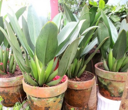 Cây Đại Phát tài,đại phát tài,cây phong thủy,cây may mắn,Cây Đại phát tài