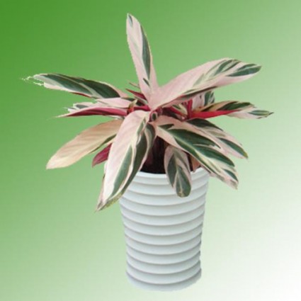 Cây Hồng Quân tử,hồng quân tử,hồng yến,hong quan tu,Cteranthe oppenheimiana,Marantaceae,Cây Hồng Quân tử ( Hồng yến )