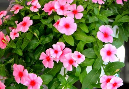 Hoa dừa cạn,hải đằng,dương giác,bông dừa,trường xuân hoa,hoa nhật thảo,hoa đồng hồ,họ trúc đào,Apocynaceae,Catharanthus roseus,Vinca rosea L,cây thuốc nam,cây y học,Hoa dừa cạn