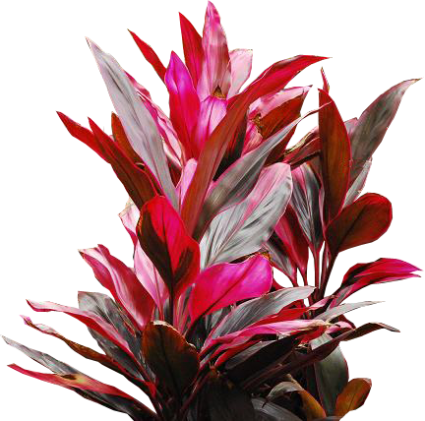 Cây huyết dụ,huyết dụ lá đỏ,thiết thụ,phất dũ,Folium Cordyline,cây y học,Cordyline terminalis Kunth var.ferrea Bak,Dracaenaceae,quyền diên ái,Cây huyết dụ