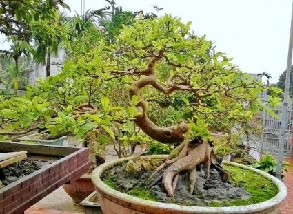 Cây ổi,ổi,ổi cảnh,cây ổi cảnh,cây ổi bonsai,ổi mỡ,ổi trâu,ổi găng,ổi đào,ổi nghệ,cây bonsai,Psidium guajava,Đào kim nương,Cây ổi