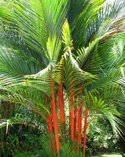 Cây cau đỏ,cau đỏ,cau đỏ bẹ,cay cau do,cây cau,cau cảnh,cau cảnh đỏ,Cyrtostachys renda,Arecaceae,cây nội thất,cây ngoại thất,Cây cau đỏ