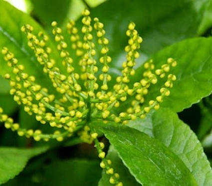 Cây hoa sói,cay hoa soi,hoa sói,hoa soi,Chloranthus Inconspicuus Swartz,Chloranthaceae,Cây Hoa Sói