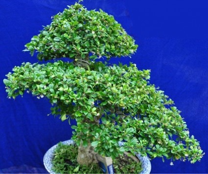 Cây bùm sụm,cay bum sum,bùm sụm,bum sum,chùm rụm,chum rum,cườm rụng,cuom rung,Carmona microphylla,Ehretiaceae,Cây bùm sụm