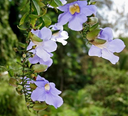 Hoa cát đằng,hoa cat dang,cát đằng,cat dang,bông báo,dây bông xanh,Thunbergia grandiflora,Acanthaceae,cây hoa,Cát đằng