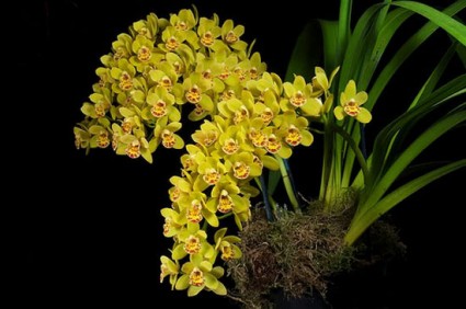 Cây địa lan,cay dia lan,địa lan,dia lan,hoa địa lan,phong lan,hoa lan,Cymbidium hybrid,Hoa Địa lan