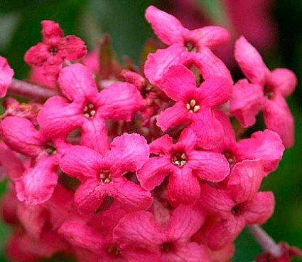 Cây liễu hồng,cay lieu hong,liễu mai,lieu mai,cúc nữ hoàng,cuc nu hoang,rondeletia leucophylla,rubiaceae,Liễu Hồng