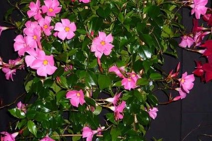 Cây hồng anh,cay hong anh,hồng anh,hong anh,Mandevilla sanderi,Apocynaceae,cây hoa,Hồng anh