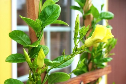 Cây huỳnh đệ,cay huynh de,huỳnh đệ,huynh de,cây leo,entalinon luteum,Urichites lutea,họ Apocynaceae,Cây huỳnh đệ