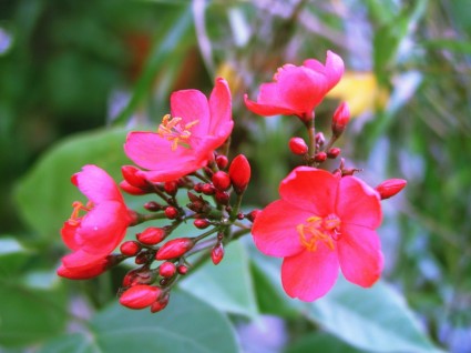 Mai tứ quý,mai tu quy,nhị độ mai,nhi do mai,mai nở hai lần,hoa mai,cây mai,cây ngày Tết,cây bonsai,cây chuột Mickey,Mickey-mouse plants,Ochna serrulata,Ochna,Ochnaceae,Ochna atropurpurea,Ochna atropurpurea DC,Ochna integerrima,Mai tứ quý